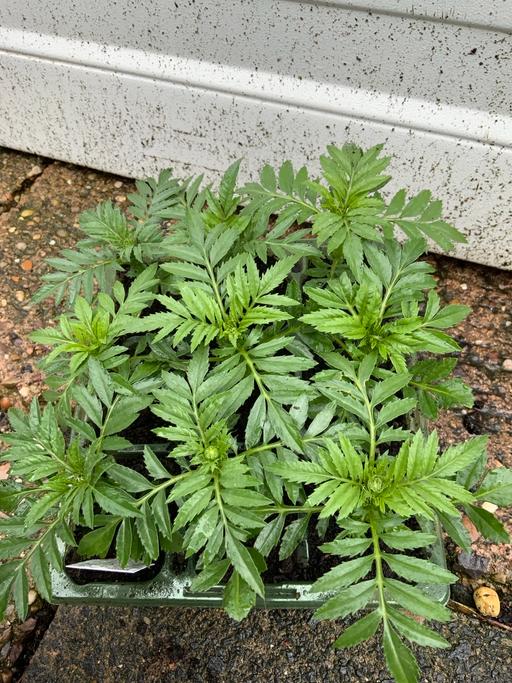 Buy & Sell Stirchley Birmingham - Photos for Bedding African Maigolds