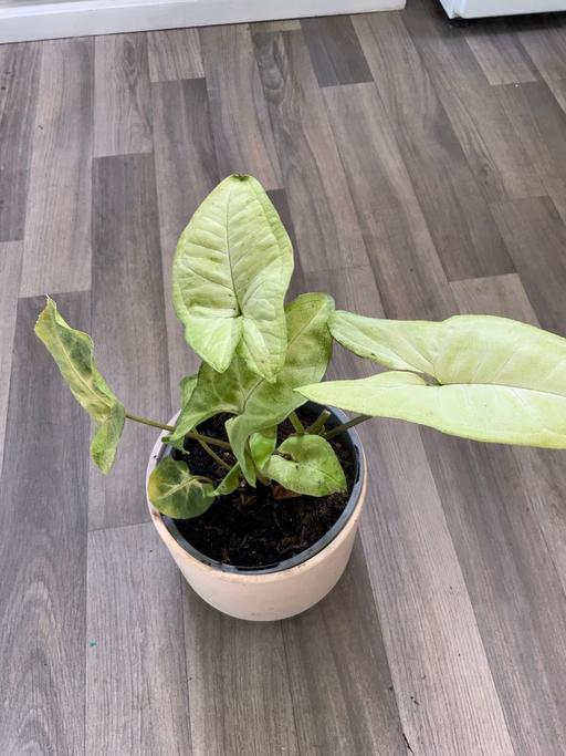 Buy & Sell Stirchley Birmingham - Photos for Houseplant Syngonium