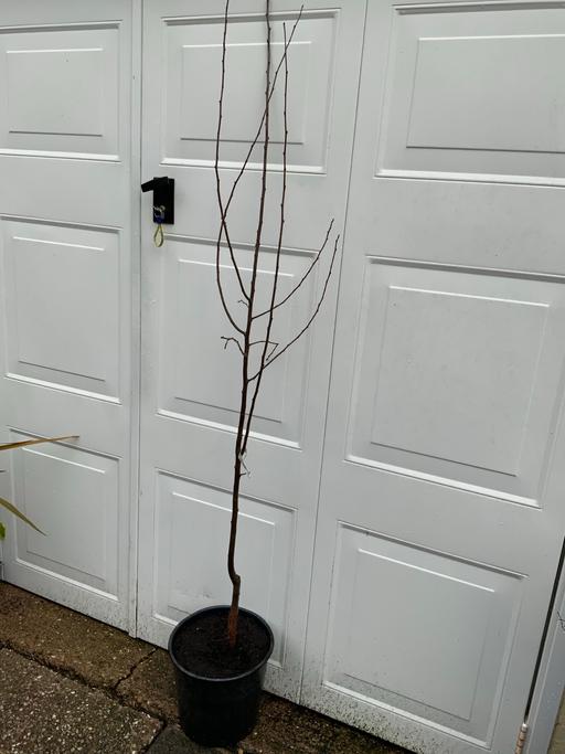 Buy & Sell Stirchley Birmingham - Photos for Fruit tree Plum Victoria