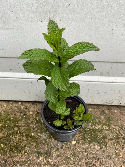 Buy & Sell Kings Heath Birmingham - Photos for Herbs garden mint