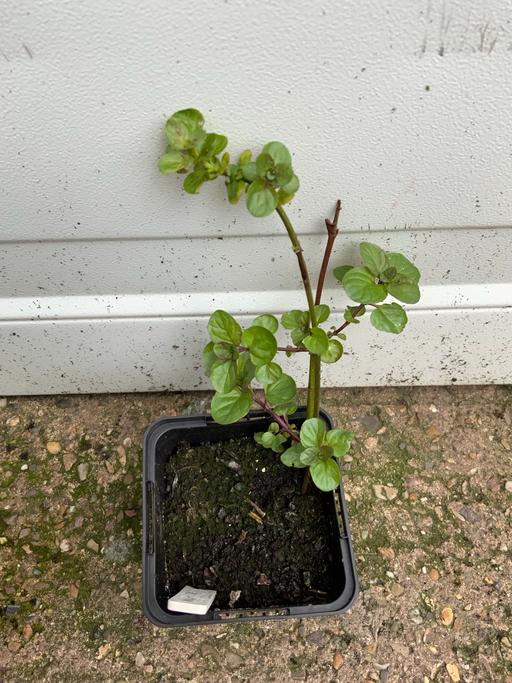 Buy & Sell Stirchley Birmingham - Photos for Mints eau de cologne