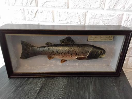 Buy & Sell Yardley Birmingham - Photos for model fish rainbow trout 2003 bill bailey
