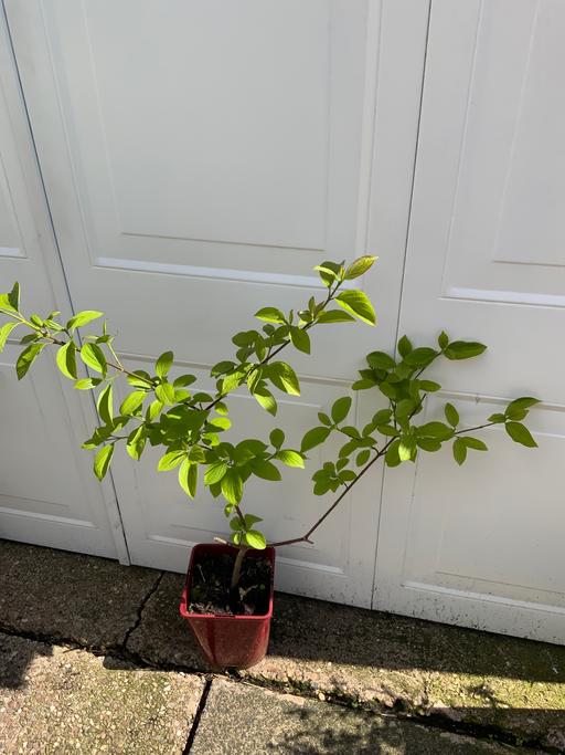 Buy & Sell Kings Heath Birmingham - Photos for Shrub dogwood