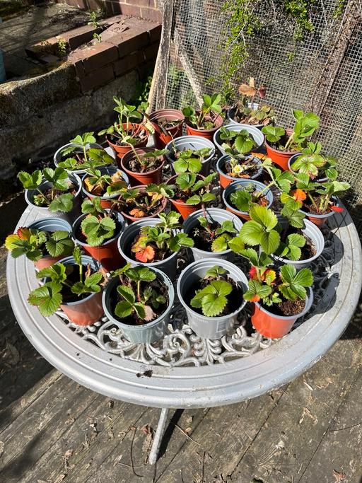 Buy & Sell Woodsetton Dudley - Photos for Strawberry plants