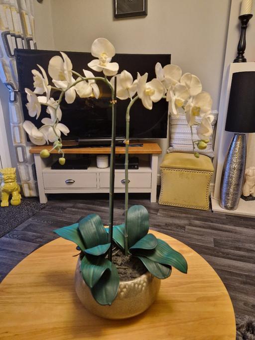 Buy & Sell Scholes Rotherham - Photos for Very large lolly plant with large pot plant p