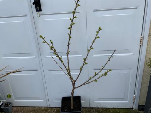 Buy & Sell Stirchley Birmingham - Photos for Cherry Tree Stella