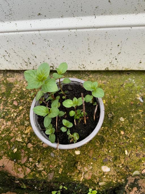 Buy & Sell Kings Heath Birmingham - Photos for Chocolate Mint