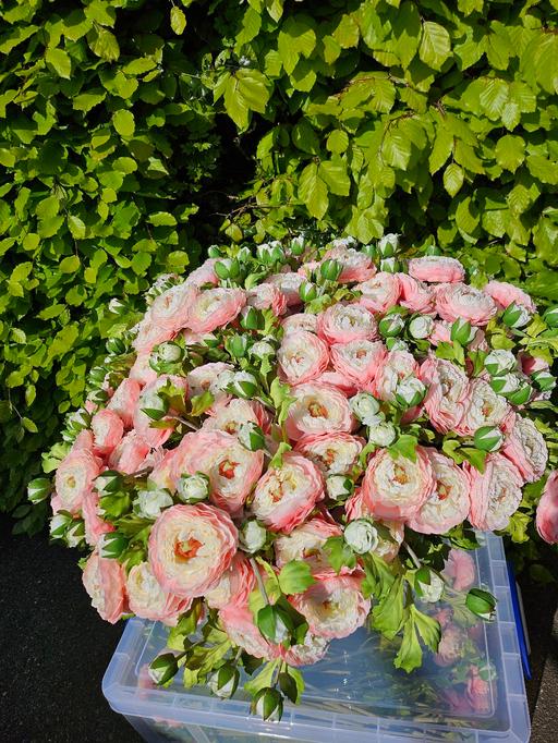 Buy & Sell Finchfield Wolverhampton - Photos for NEW 8 x flower stems