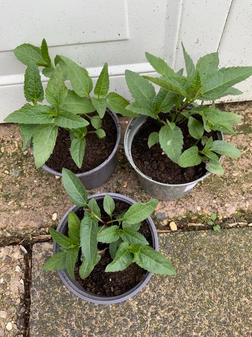 Buy & Sell Stirchley Birmingham - Photos for Heliopsis Scabra Summer Sun