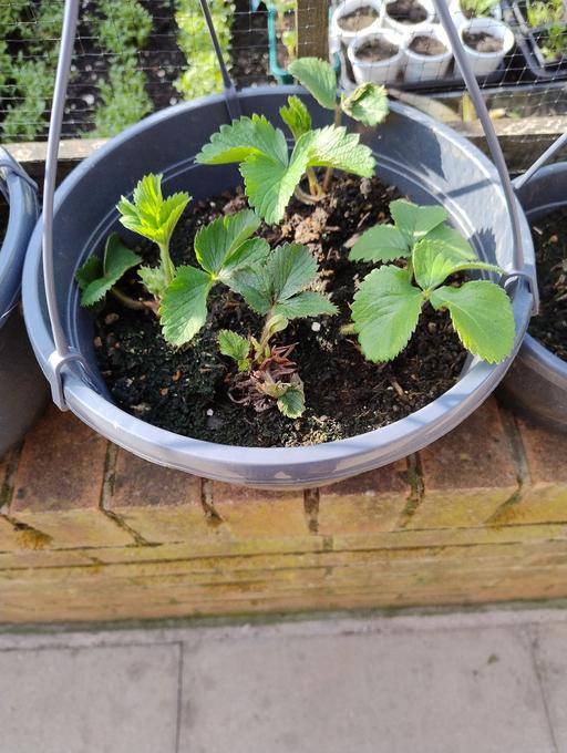 Buy & Sell Oldbury Sandwell - Photos for 🍓🍓 Strawberry Hanging Baskets 🍓🍓