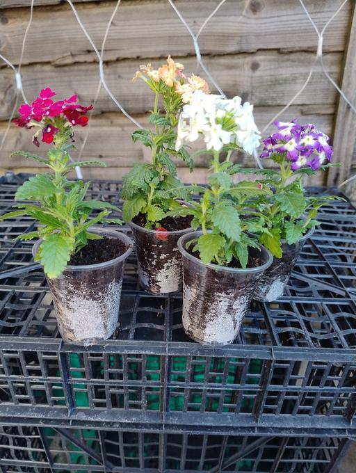 Buy & Sell Smethwick Sandwell - Photos for 🪻🪻🪻 Verbena 50p🪻🪻🪻
