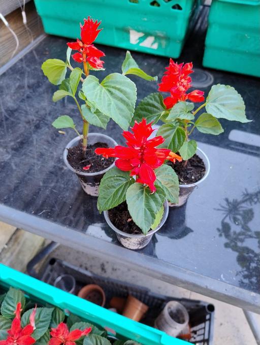Buy & Sell Oldbury Sandwell - Photos for 💐🌹🥀 Salvia 50p🥀🌹💐