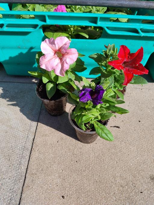 Buy & Sell Oldbury Sandwell - Photos for 💐🌹🥀 Petunia 50p🥀🌹💐