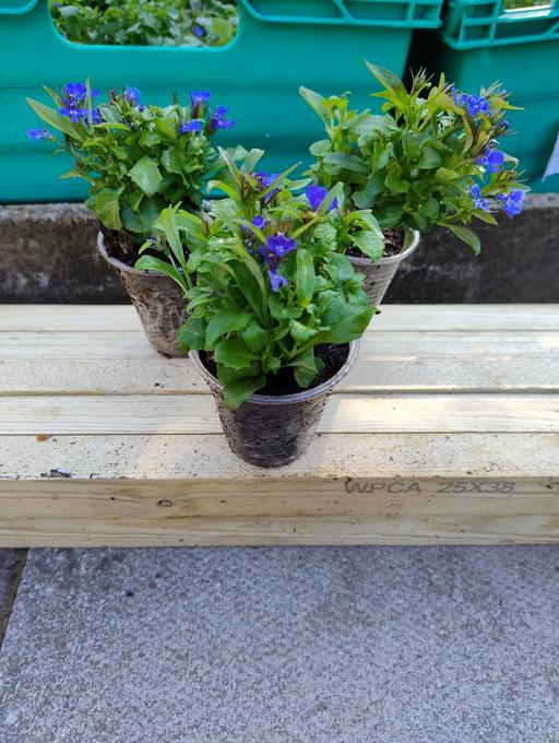 Buy & Sell Oldbury Sandwell - Photos for 💐🌹🥀 Labelia 50p🥀🌹💐