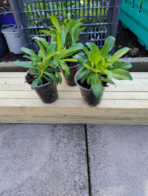 Buy & Sell Oldbury Sandwell - Photos for 💐🌹🥀 Sweet William 50p🥀🌹💐