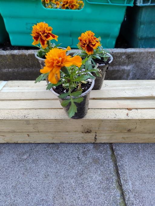 Buy & Sell Oldbury Sandwell - Photos for 💐🌹🥀 Marigolds 50p🥀🌹💐
