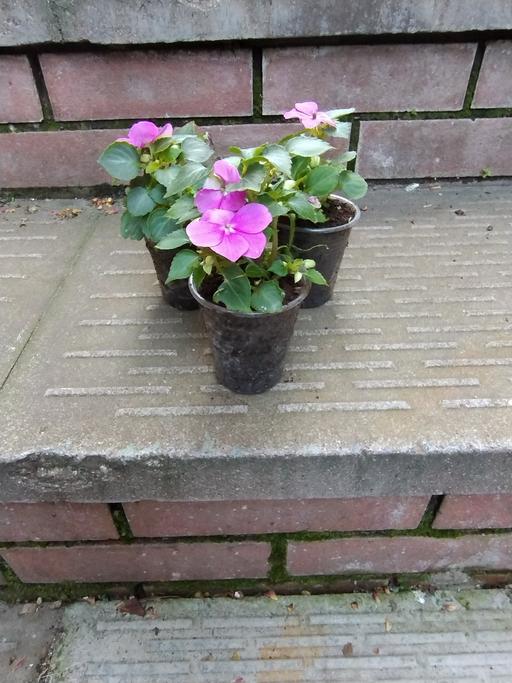 Buy & Sell Oldbury Sandwell - Photos for 💐🌹🥀Busy Lizzie 50p 🥀🌹💐