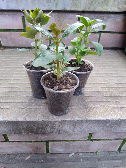 Buy & Sell Oldbury Sandwell - Photos for 💐🌹🥀 Snapdragons 50p🥀🌹💐