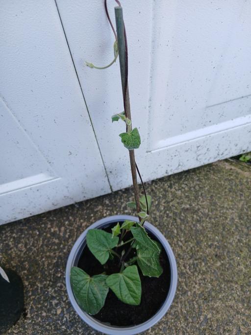 Buy & Sell Moseley Birmingham - Photos for Climbers Thunbergia Alata Sunny Susy