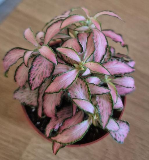 Buy & Sell Hixon Stafford - Photos for Mini Pink Fittonia Indoor Plant