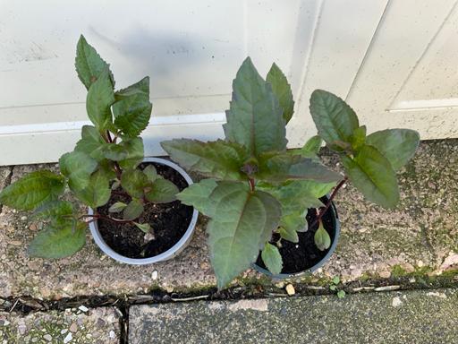 Buy & Sell Stirchley Birmingham - Photos for Heliopolis Helianthoides