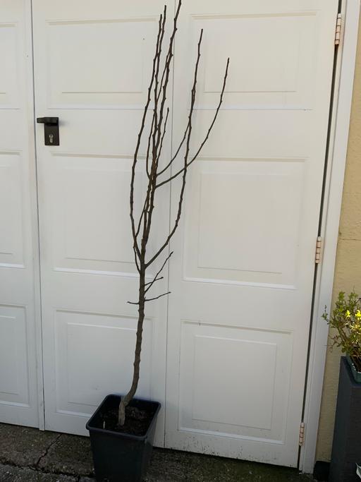 Buy & Sell Stirchley Birmingham - Photos for Fruit Tree Conference Pear