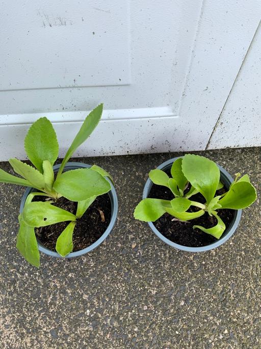 Buy & Sell Kings Heath Birmingham - Photos for Auricula