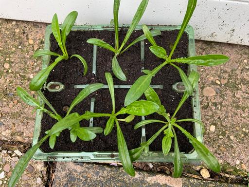 Buy & Sell Stirchley Birmingham - Photos for Bedding Gazania,s