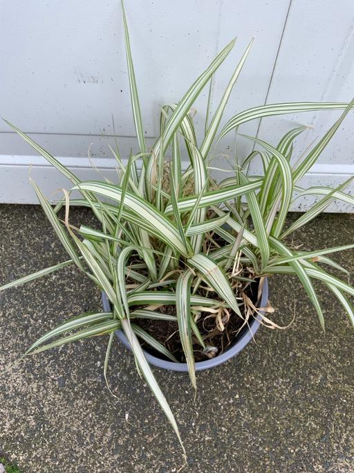 Buy & Sell Stirchley Birmingham - Photos for Grass Phalaris arundinacea