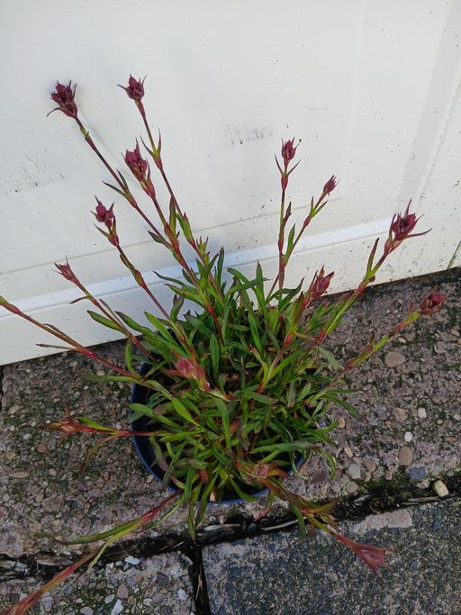 Buy & Sell Kings Heath Birmingham - Photos for Perennial Lychnis Splendons