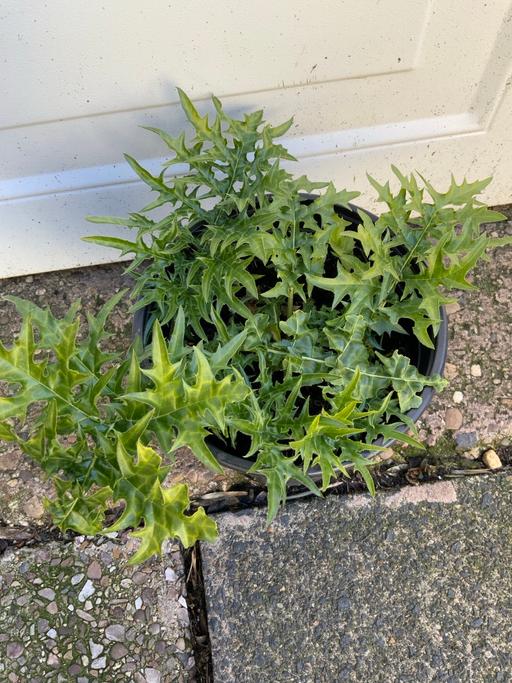 Buy & Sell Stirchley Birmingham - Photos for Acanthus Mollis