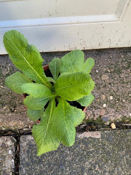 Buy & Sell Stirchley Birmingham - Photos for Candelabra Primula