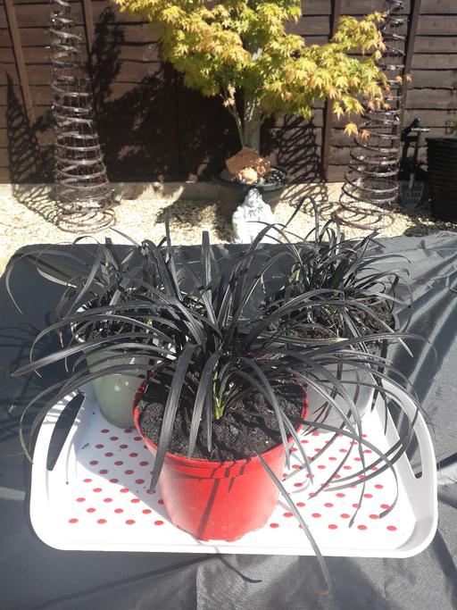 Buy & Sell Wednesbury Sandwell - Photos for oriental black grasses