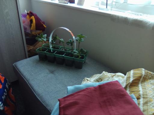 Buy & Sell Sutton Coldfield Birmingham - Photos for plants