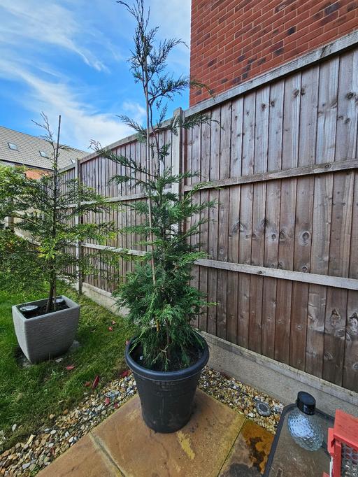 Buy & Sell Whittington Lichfield - Photos for Leylandii Tree 🌳 ♥️ in pot