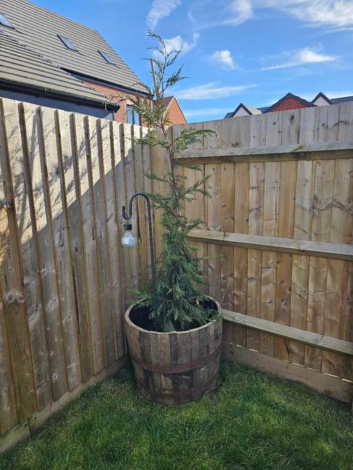 Buy & Sell Whittington Lichfield - Photos for Leylandii Tree 🌳 in whiskey barrell