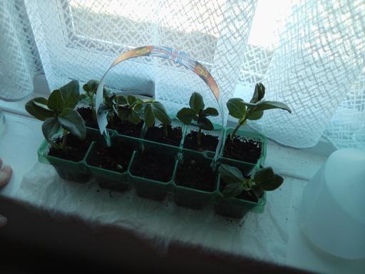 Buy & Sell Sutton Coldfield Birmingham - Photos for plants