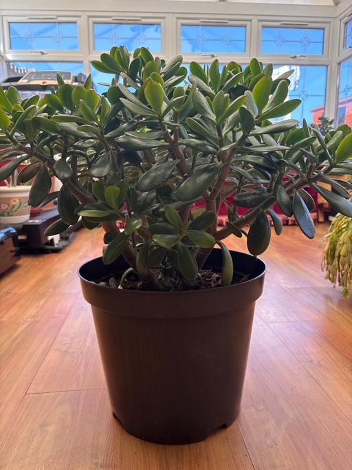 Buy & Sell Holly Hall Dudley - Photos for Money plant