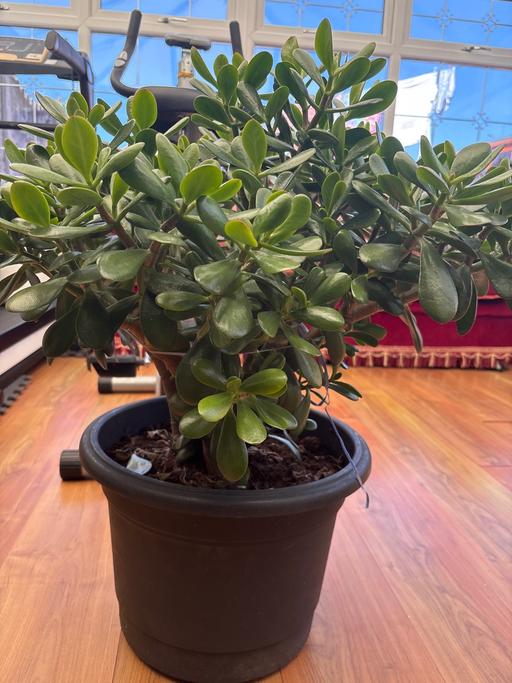 Buy & Sell Holly Hall Dudley - Photos for Money plant