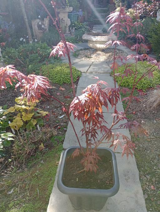 Buy & Sell Quarry Bank Dudley - Photos for ACER