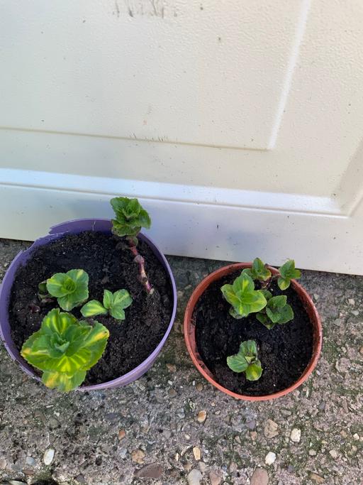 Buy & Sell Stirchley Birmingham - Photos for Ginger Mint