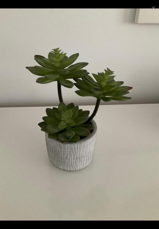 Buy & Sell Telford Way Industrial Estate North Northamptonshire - Photos for Next artificial plant