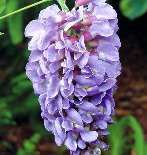 Buy & Sell Alum Rock Birmingham - Photos for Wisteria plant