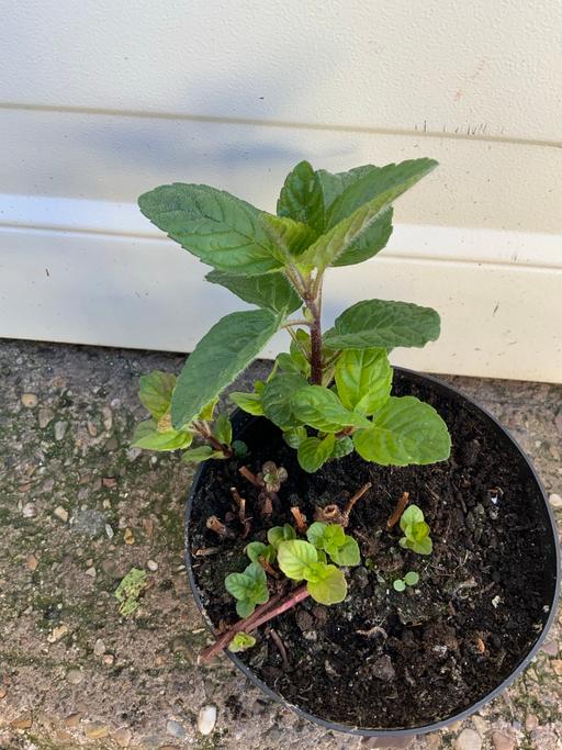 Buy & Sell Stirchley Birmingham - Photos for Grapefruit mint