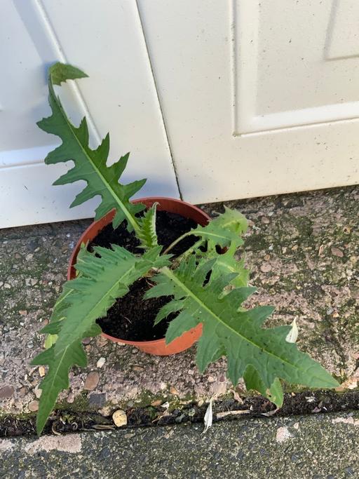 Buy & Sell Kings Heath Birmingham - Photos for Cirsum Rivulare