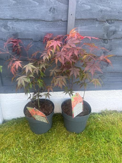 Buy & Sell Yardley Wood Birmingham - Photos for Garden plants prices in description below 