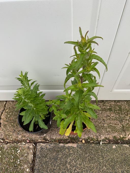 Buy & Sell Stirchley Birmingham - Photos for Campanula medium