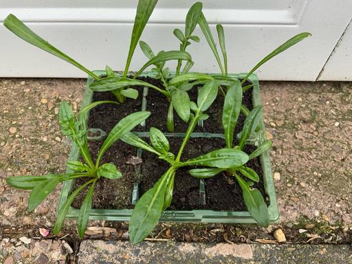 Buy & Sell Kings Heath Birmingham - Photos for Bedding Gazania,s