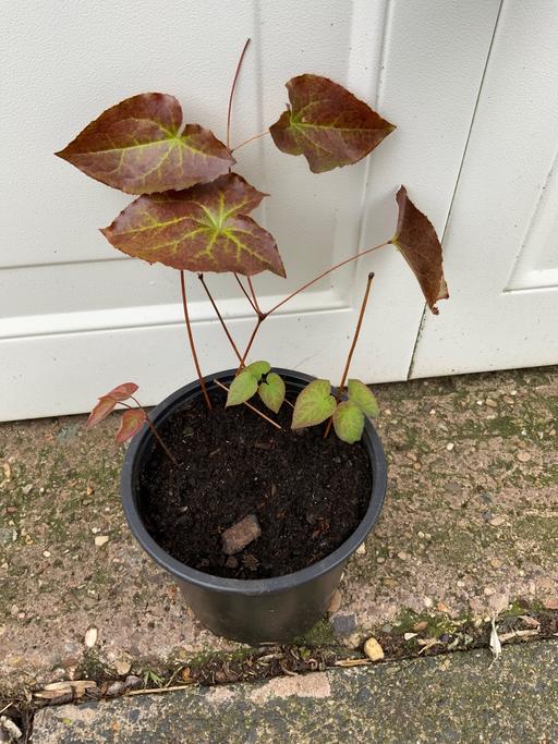 Buy & Sell Stirchley Birmingham - Photos for Perennial Epimeduim Davidii