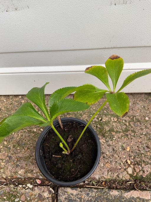 Buy & Sell Kings Heath Birmingham - Photos for Hellebores
